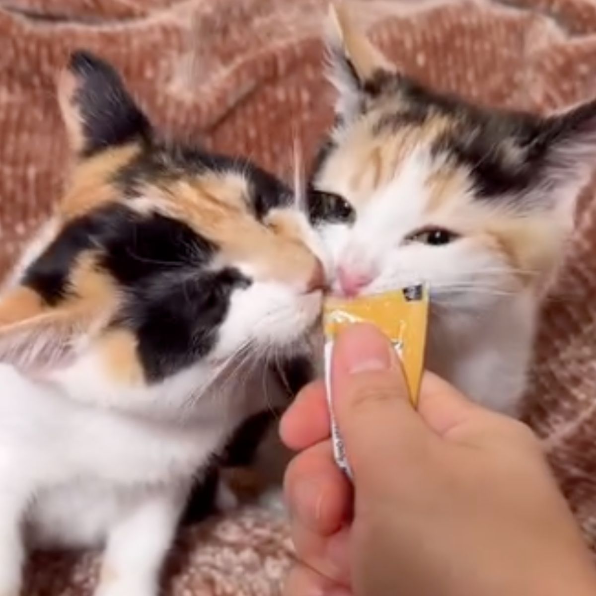 two kittens eating