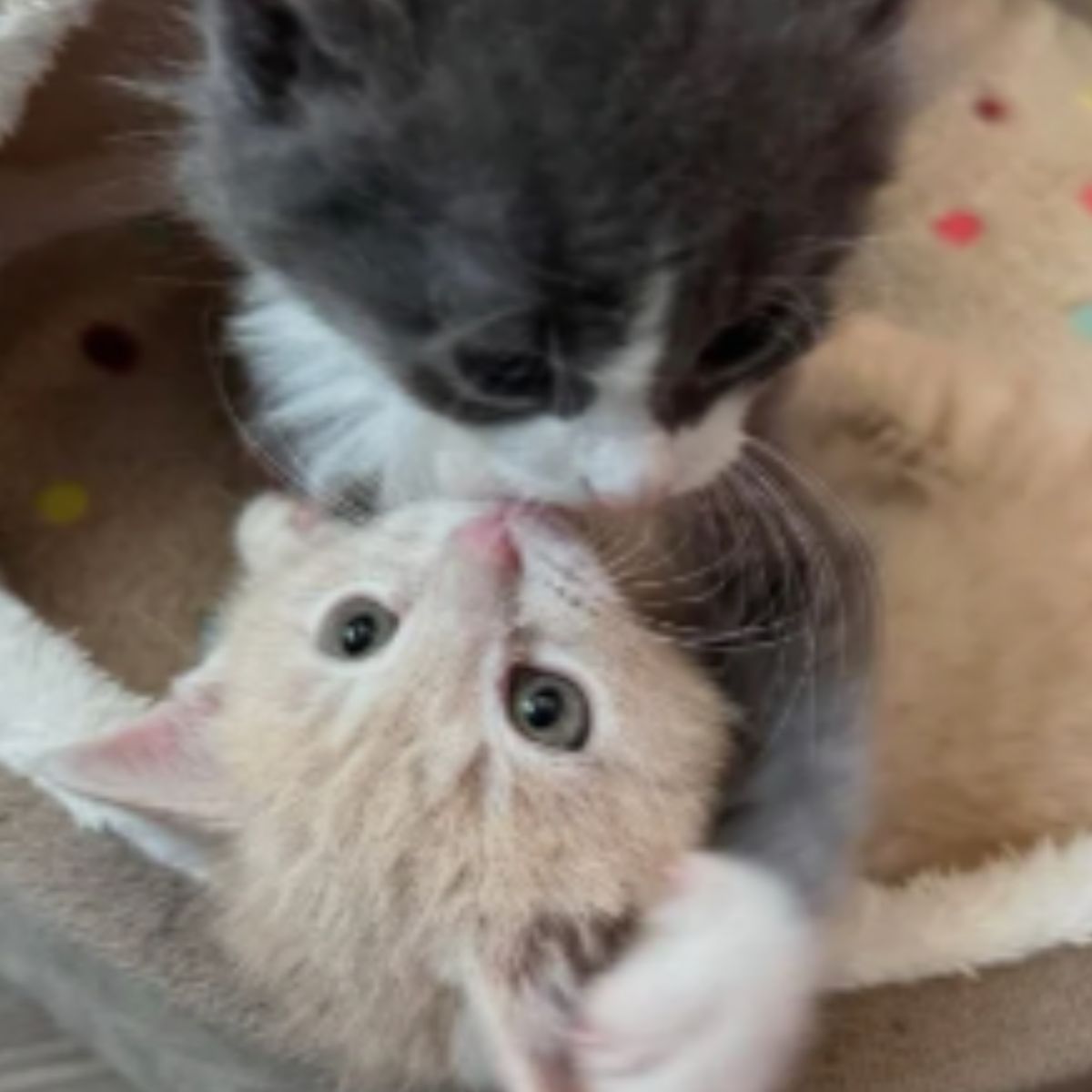 two kittens hugging