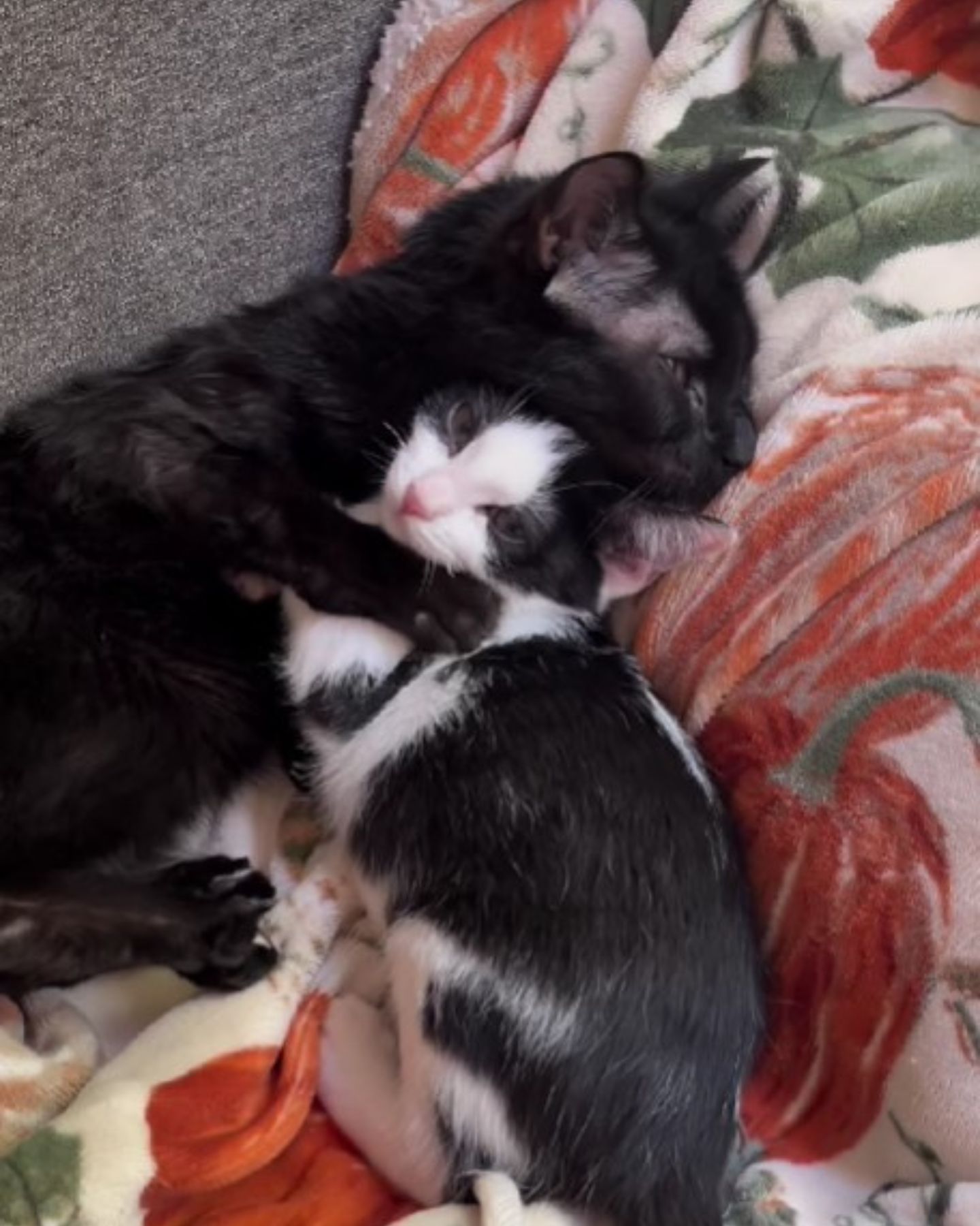 two kittens hugging