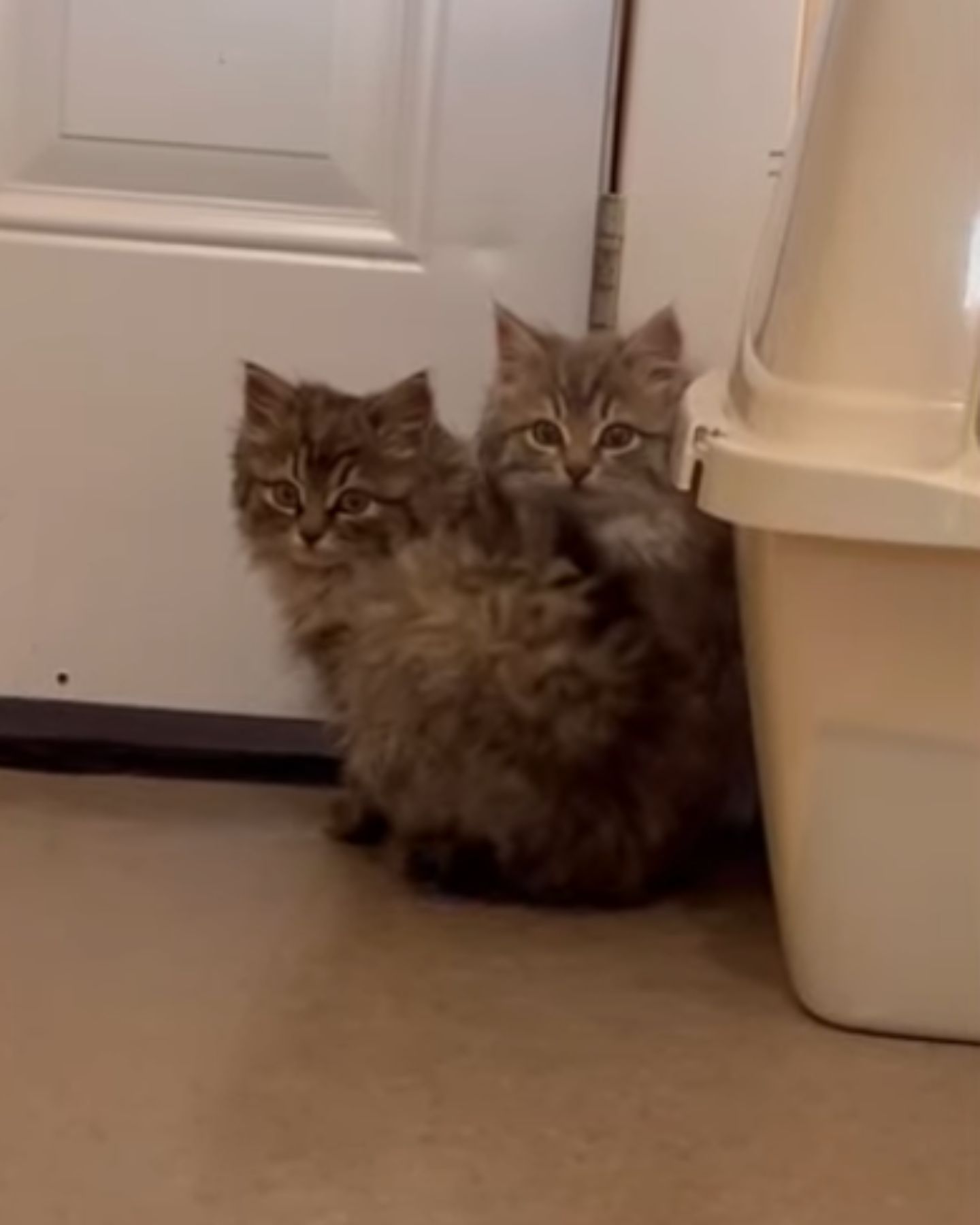 two kittens in a corner