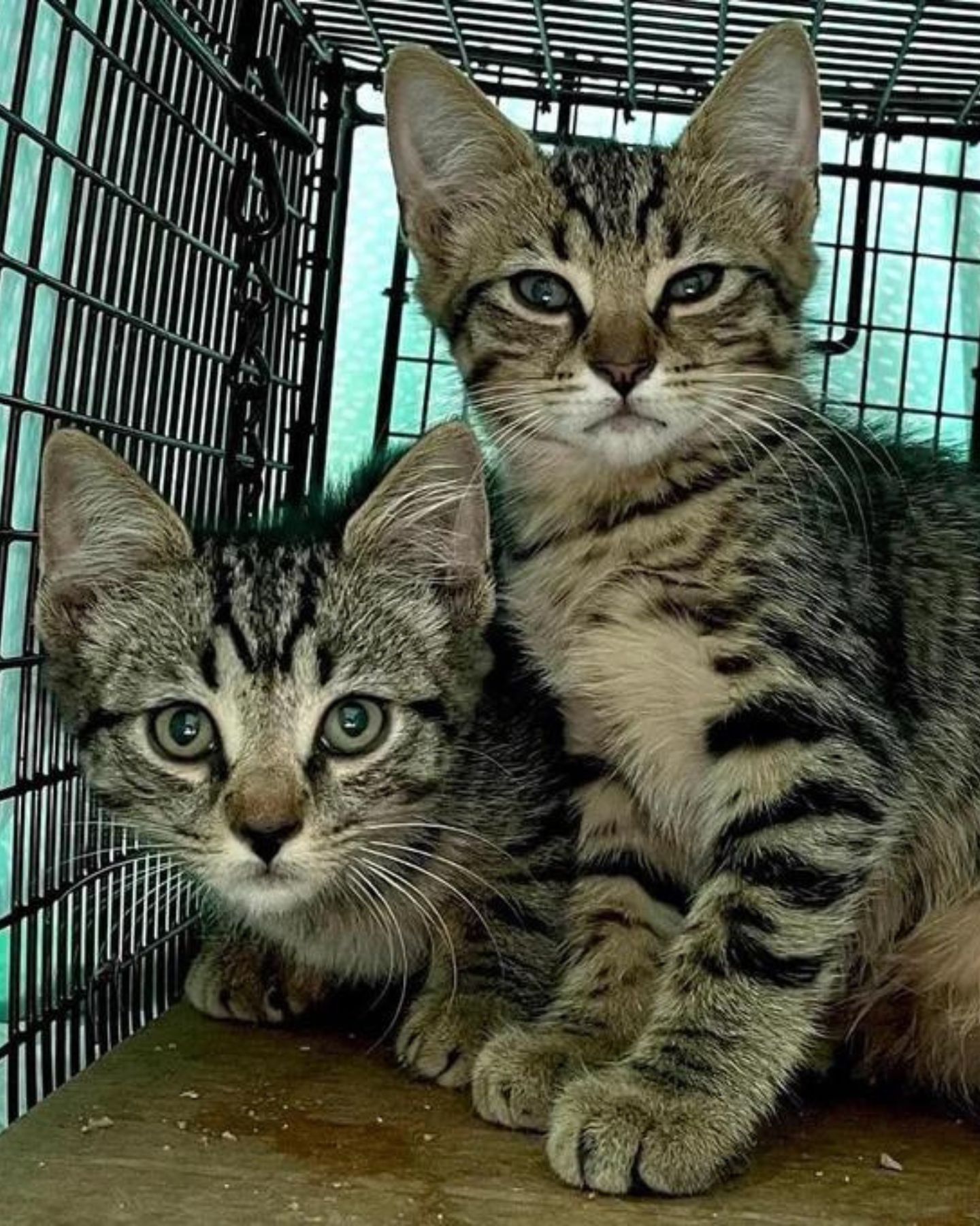 two kittens in a kennel