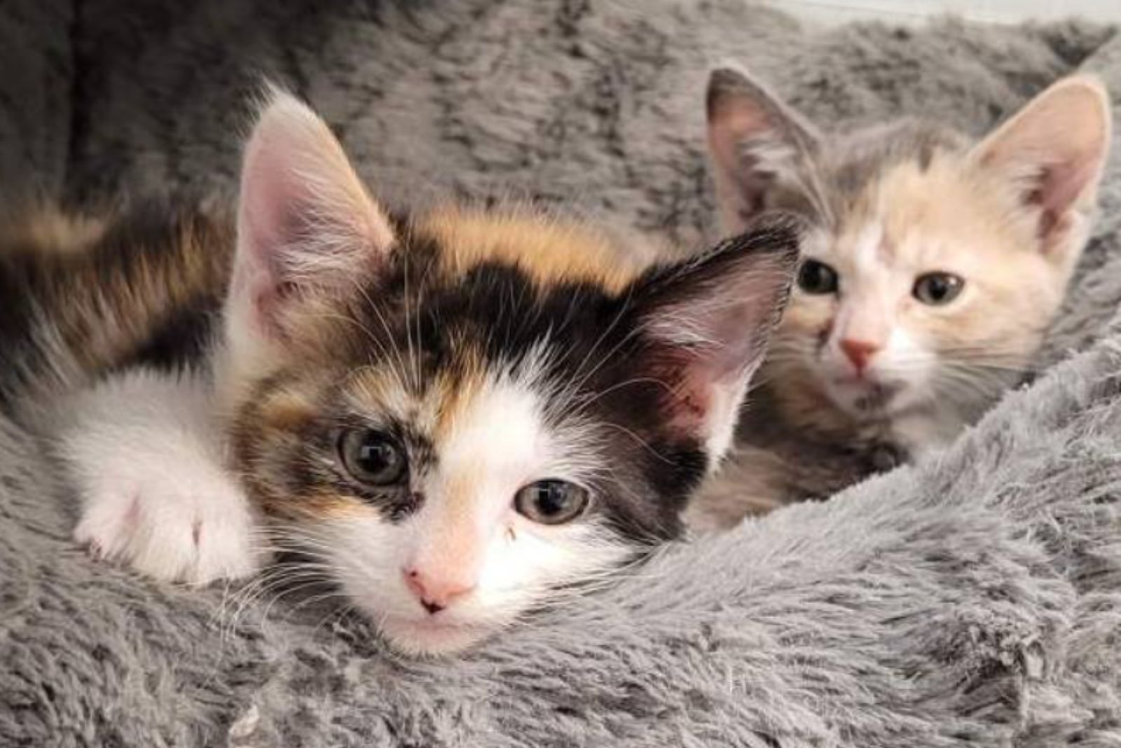 two kittens in blanket