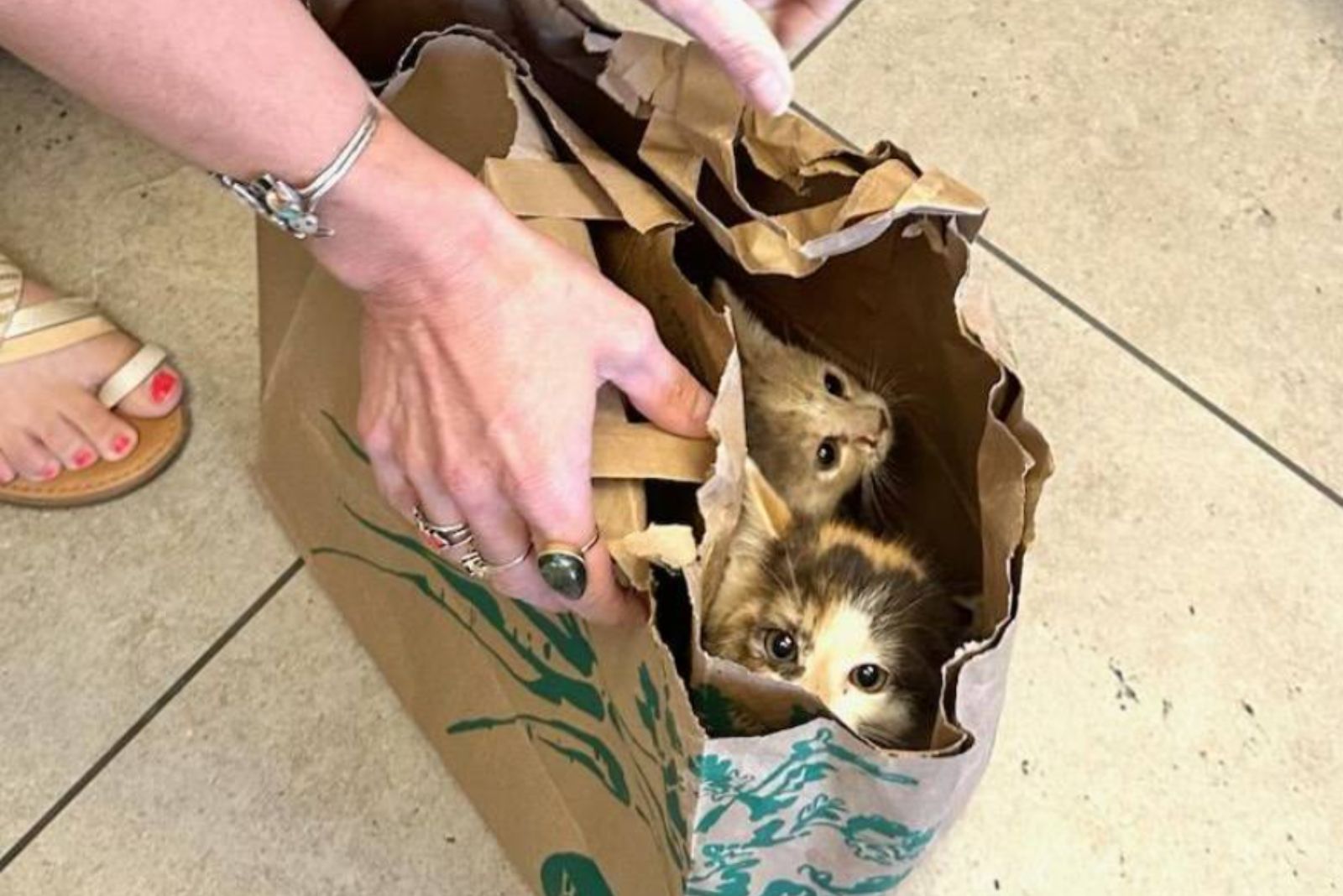 two kittens in paper bag