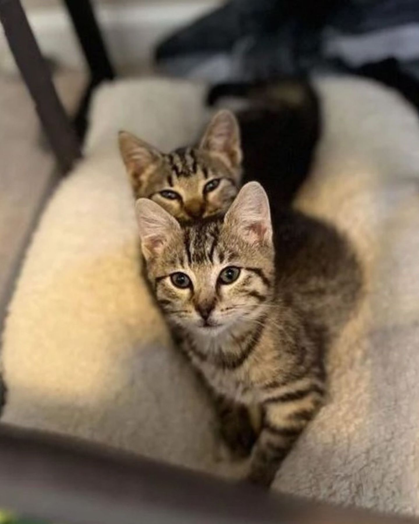two kittens looking at the camera