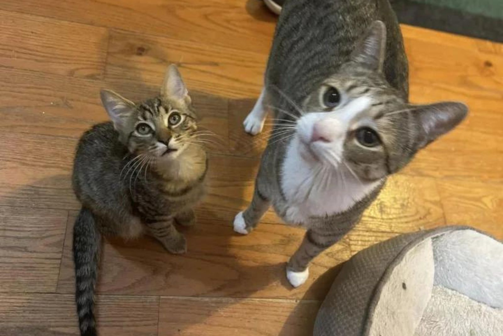 two kittens looking up