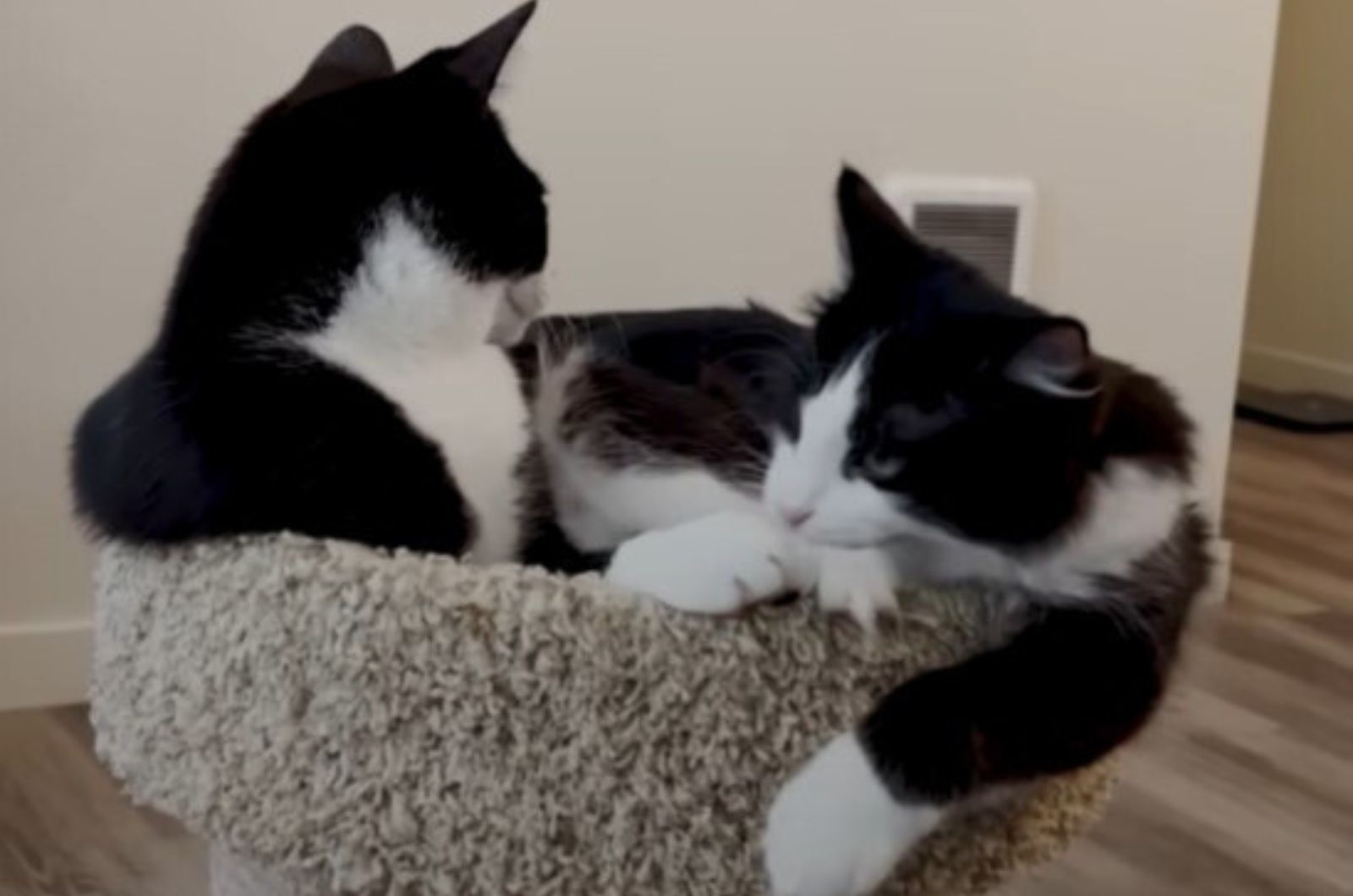 two kittens lying in a basket