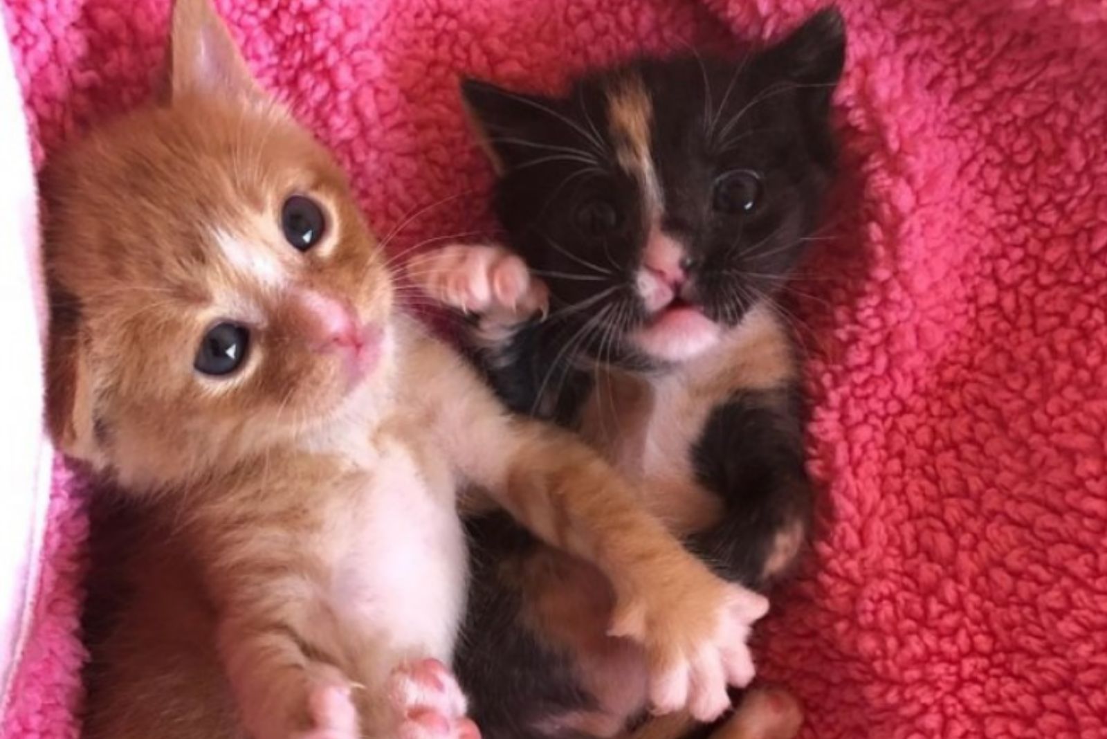 two kittens lying on red blanket