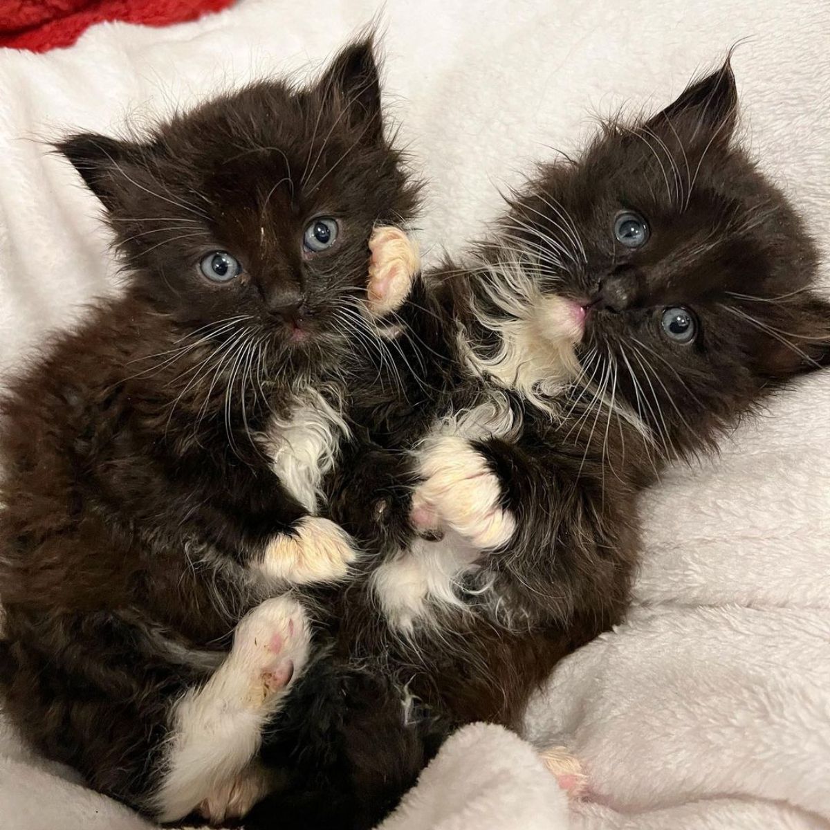 two kittens lying together