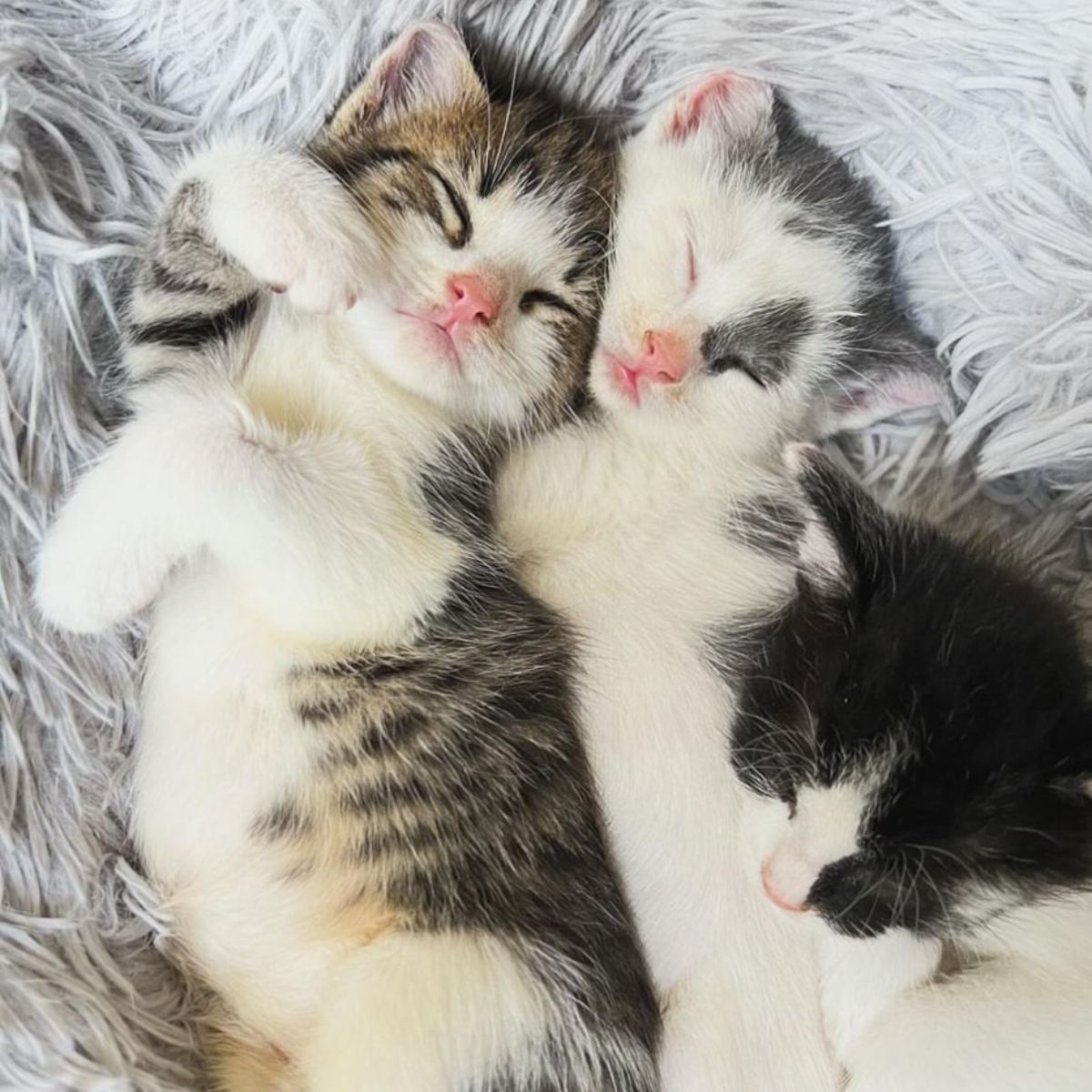 two kittens lying