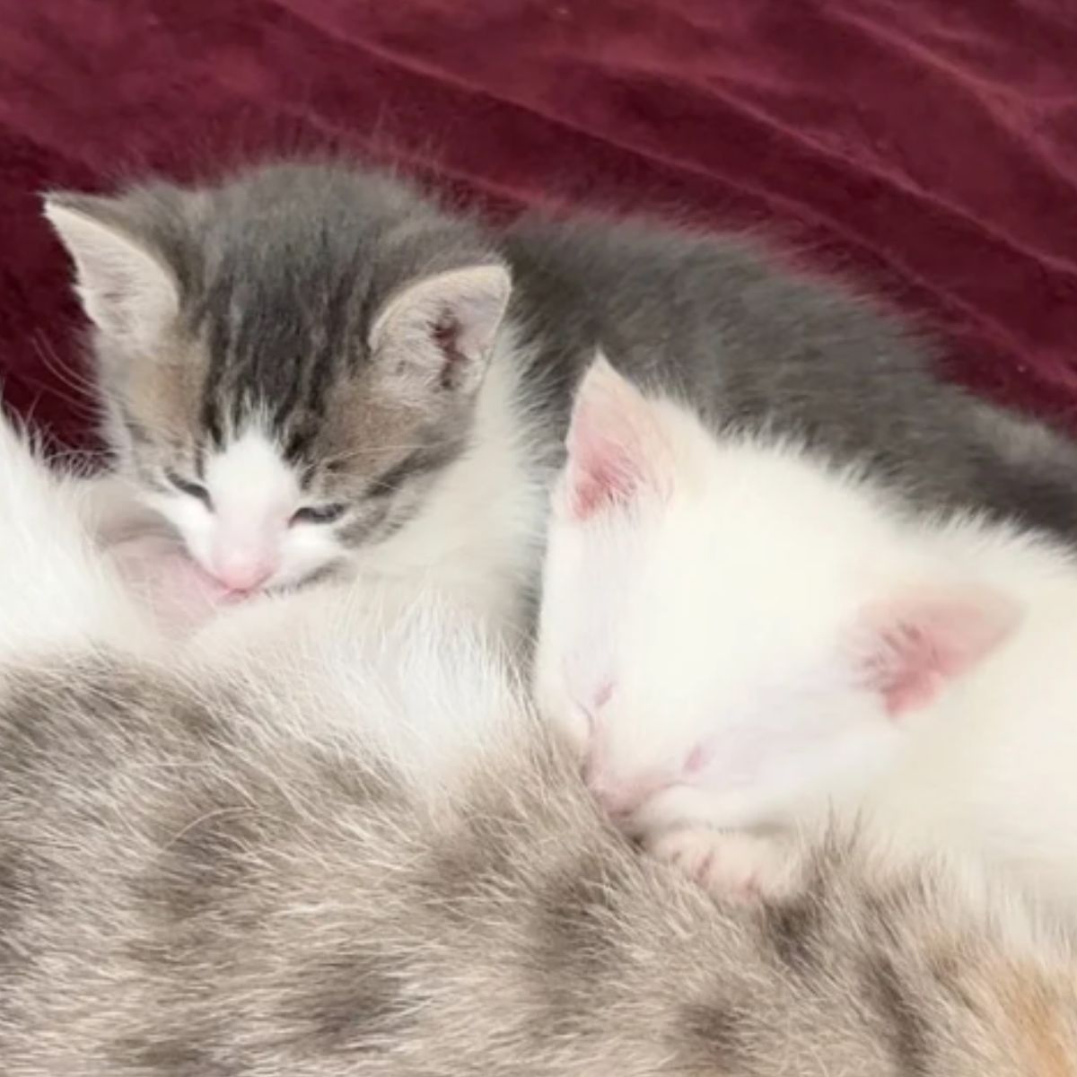 two kittens nursing