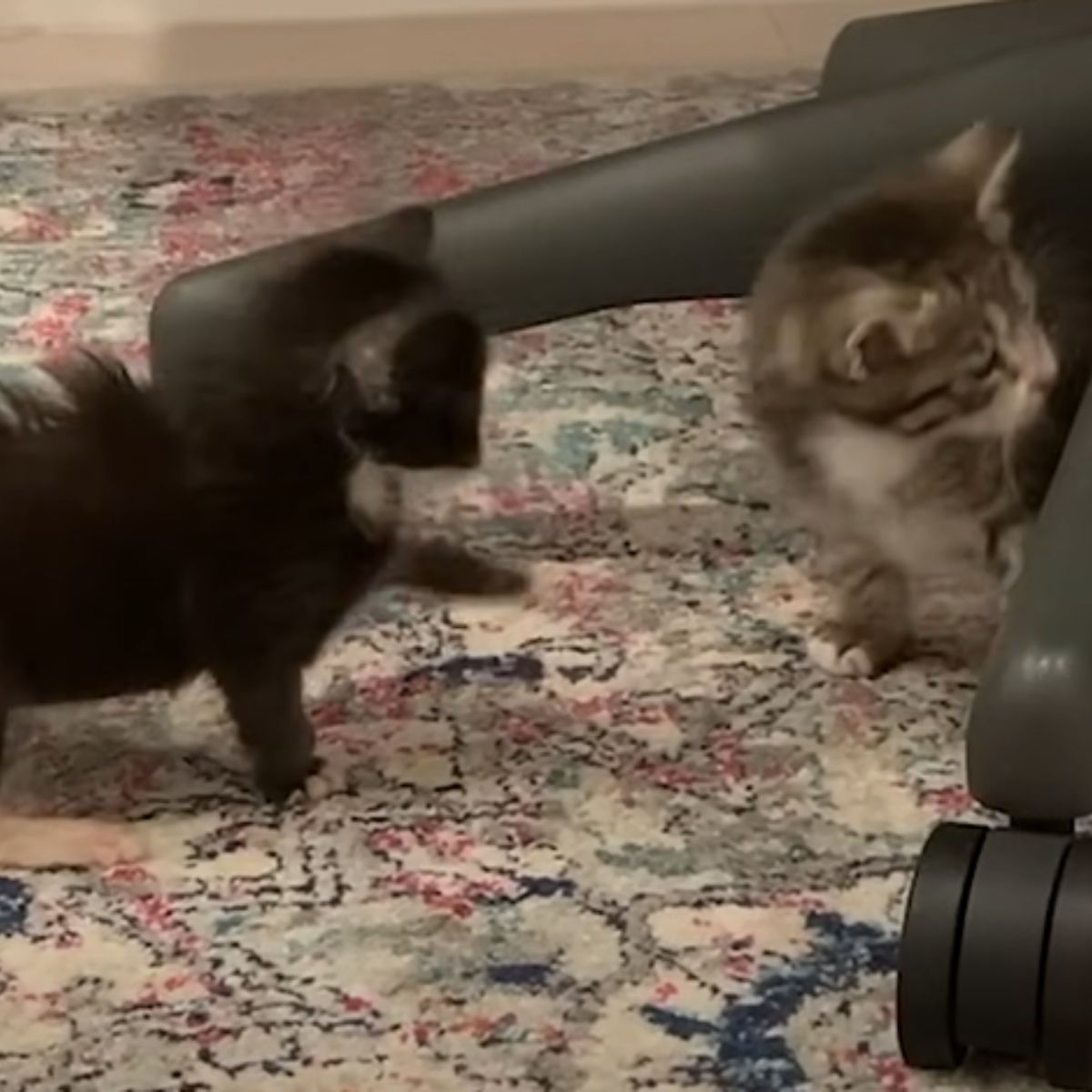 two kittens on the carpet