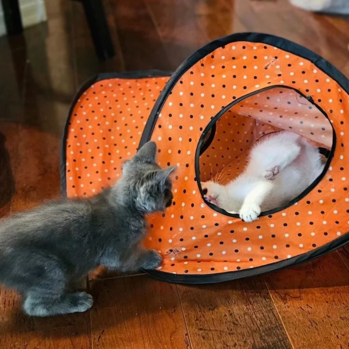 two kittens playing