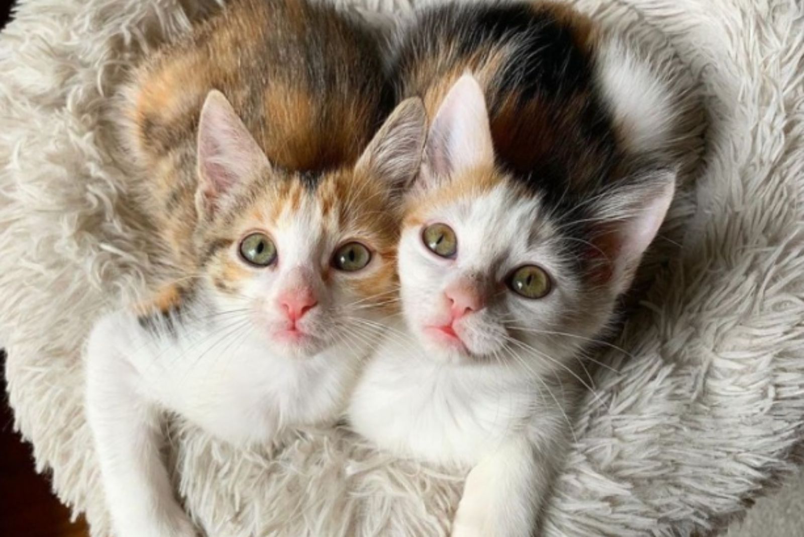 two kittens with adorable eyes