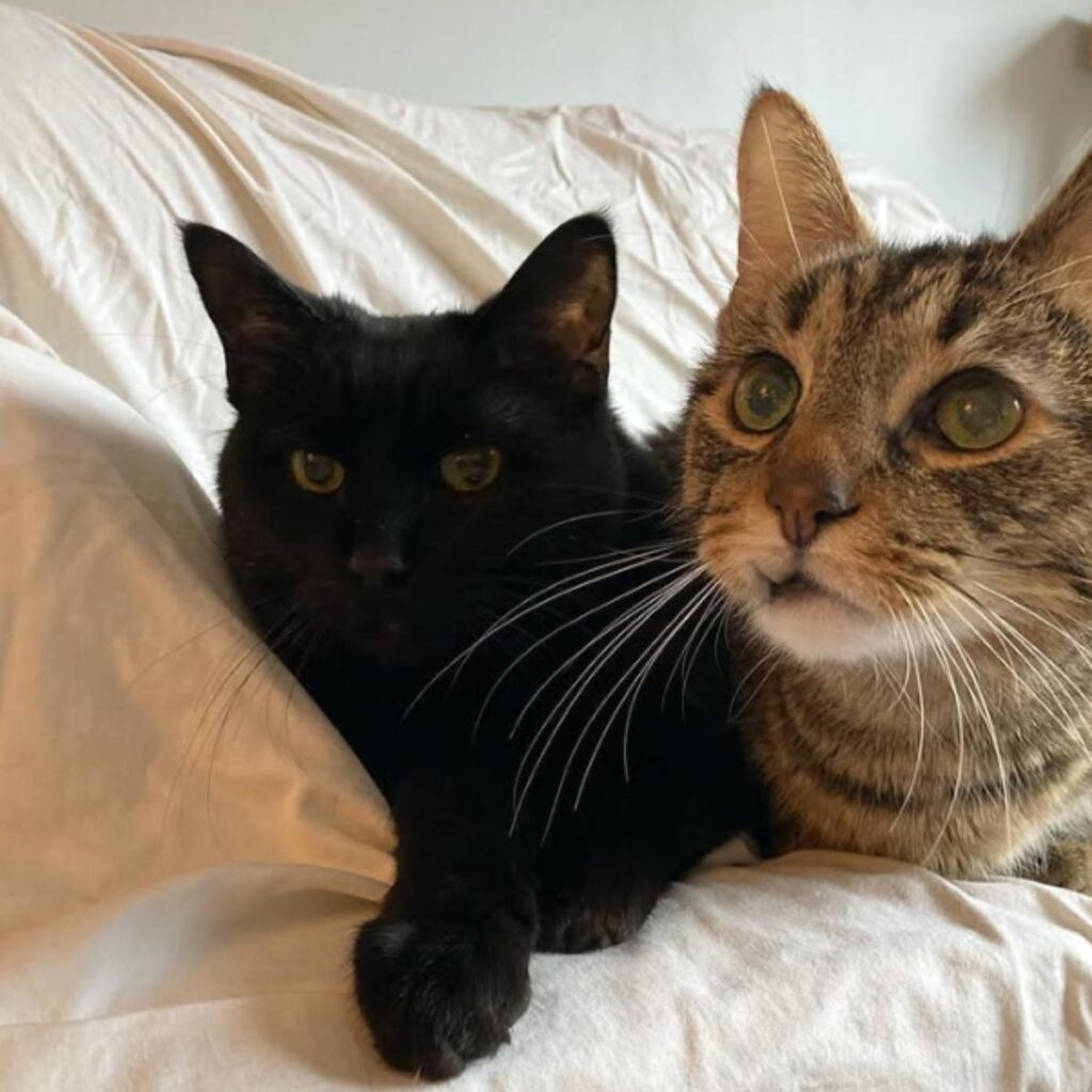 two kitties lying on bed