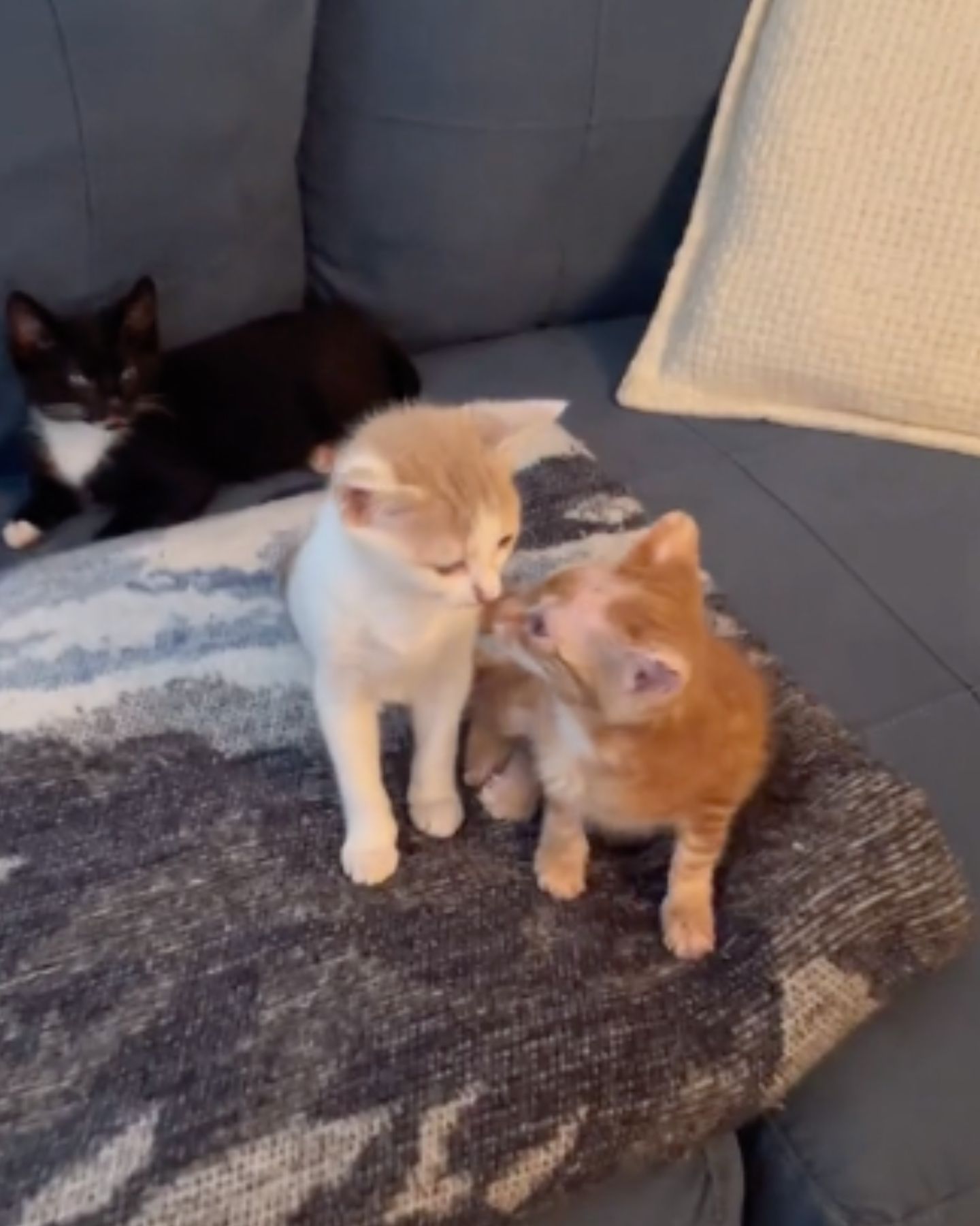 two orange kittens