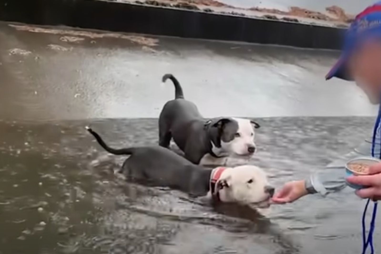 two pitbulls in water