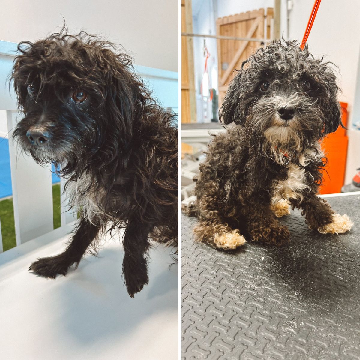 two poodle mixes