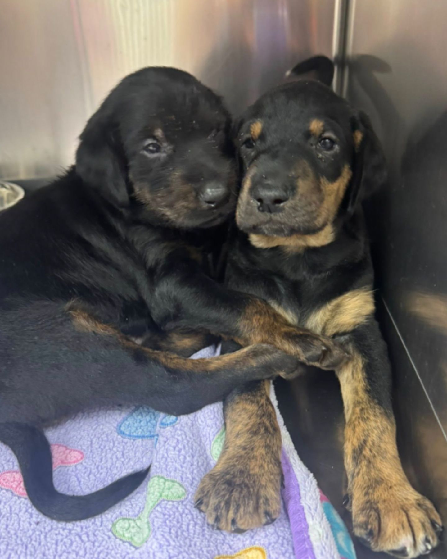 two puppies in shelter
