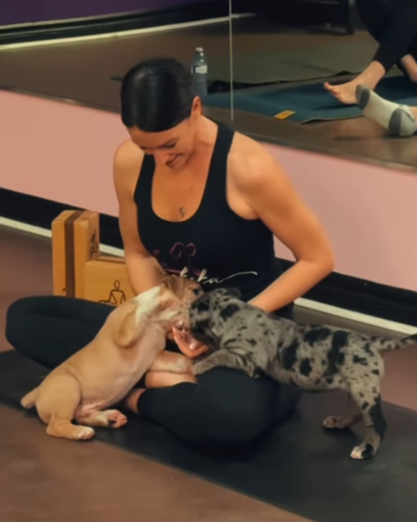 two pups in woman's lap