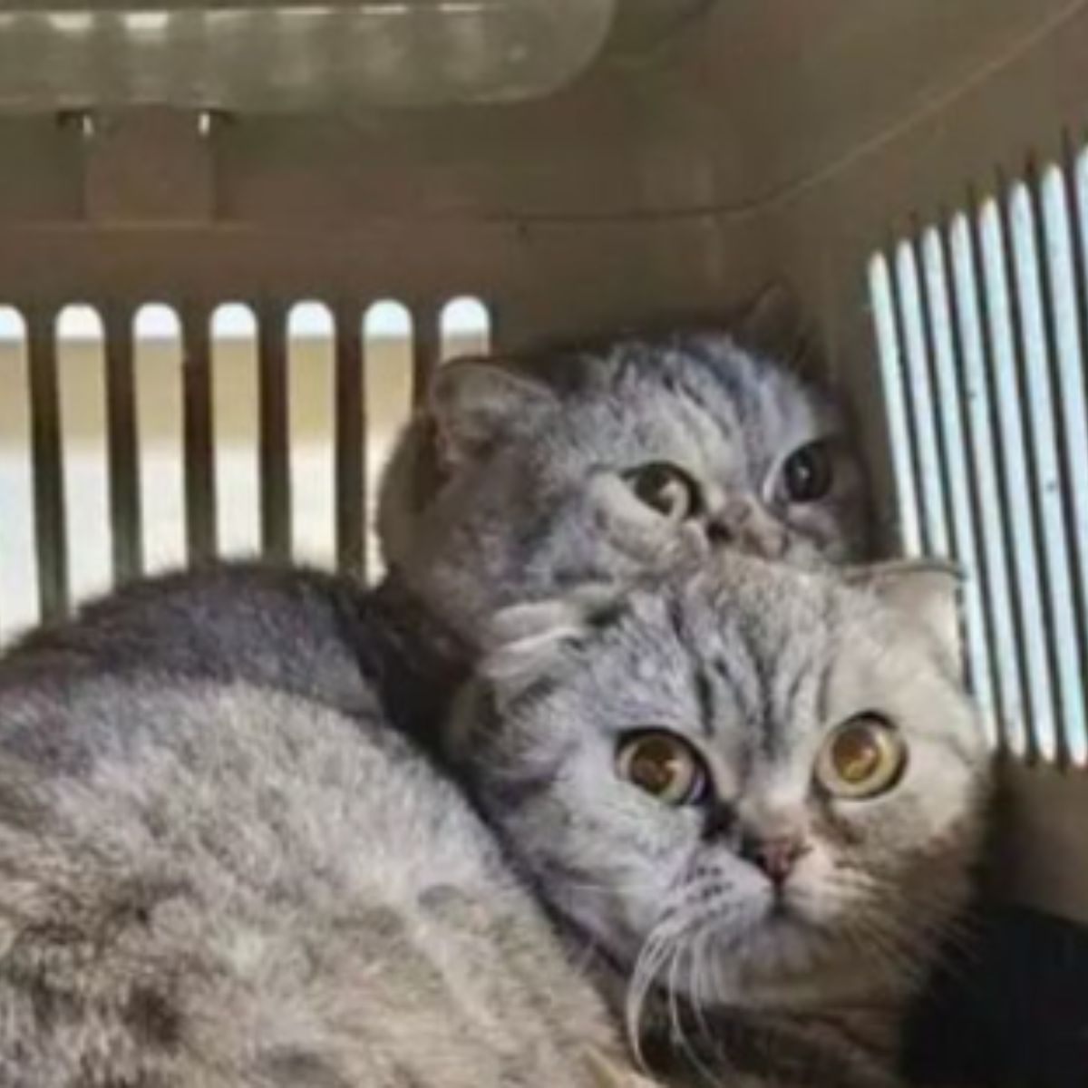 two scared cats in a kennel