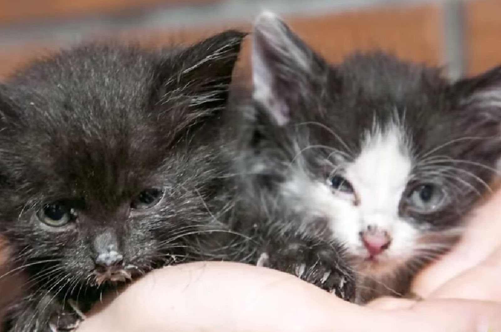 two scared kittens