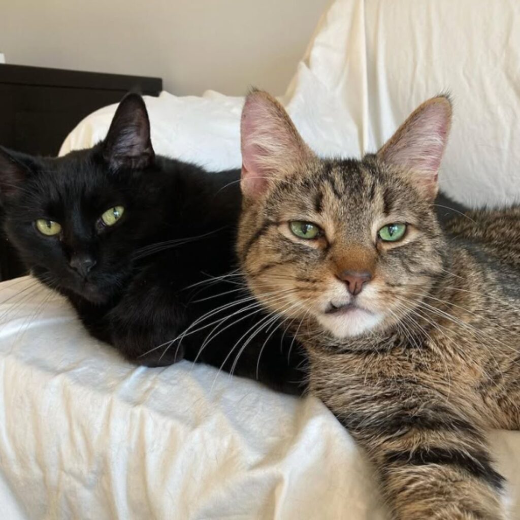 two senior cats