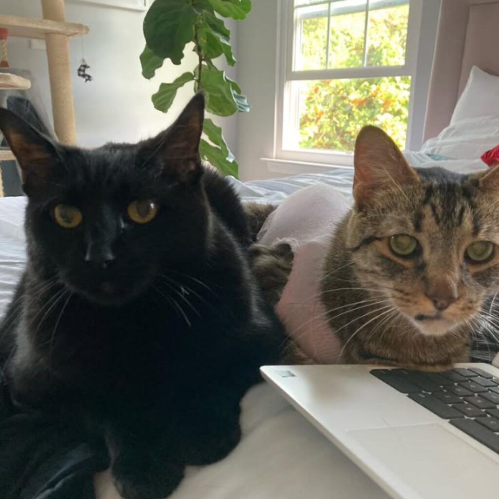 two senior cats on bed