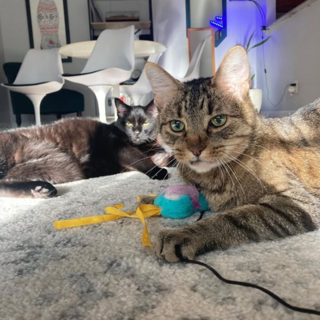 two senior cats playing on the ground