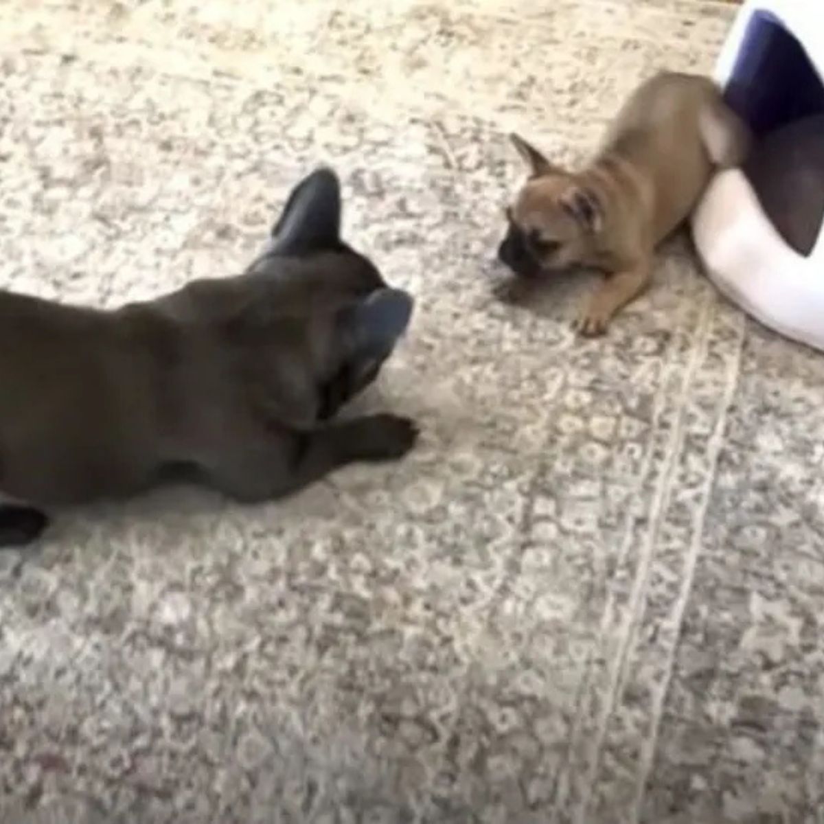 two small puppies playing