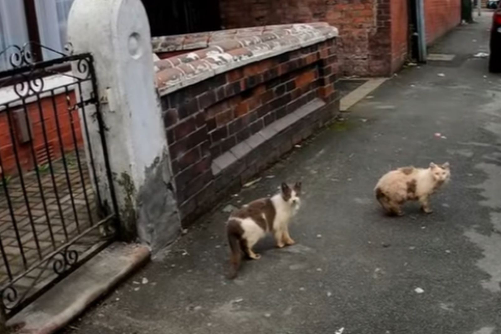 two stray cats on the street