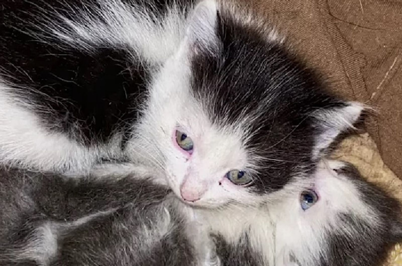 two tiny kittens
