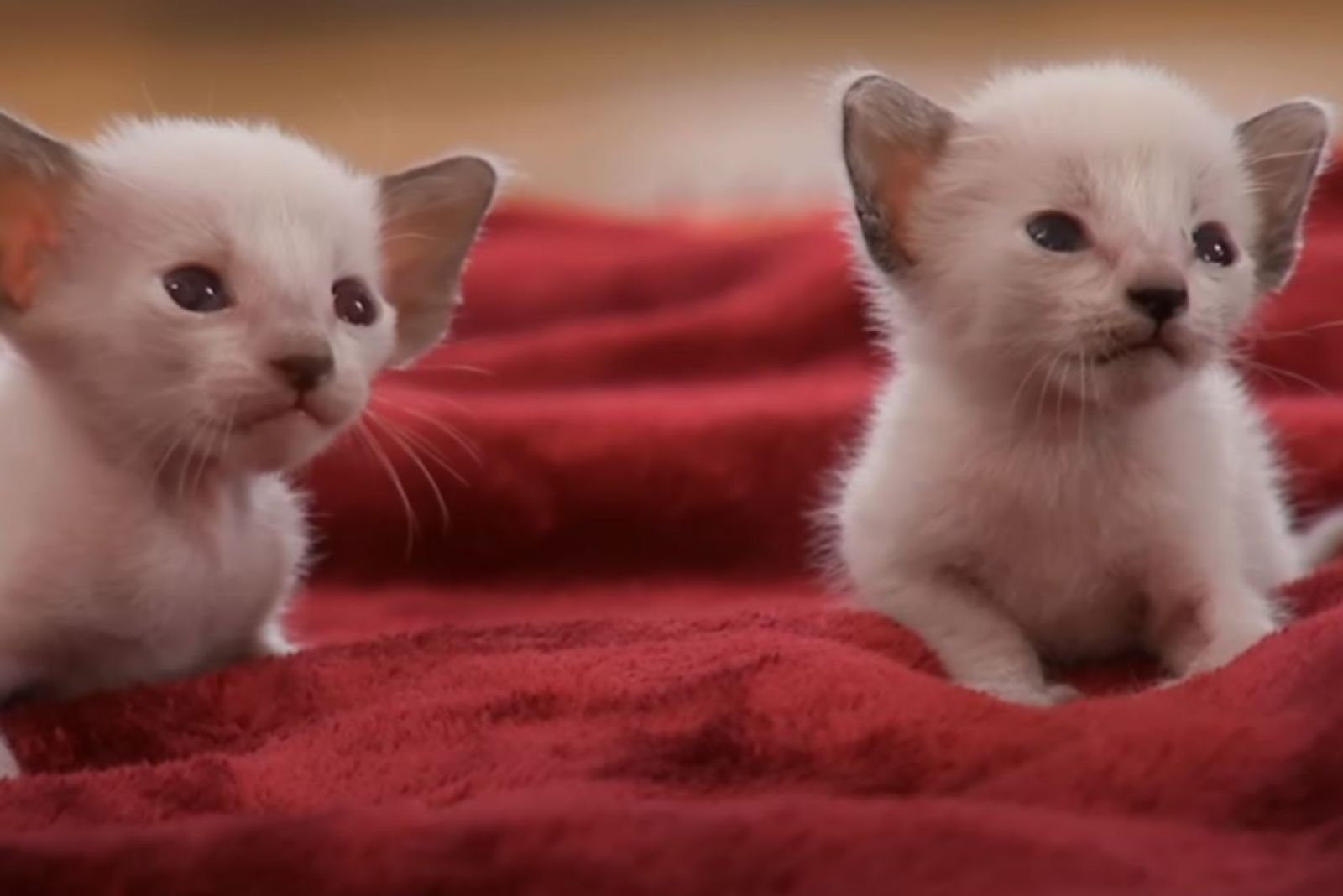 two tiny siamese kittens