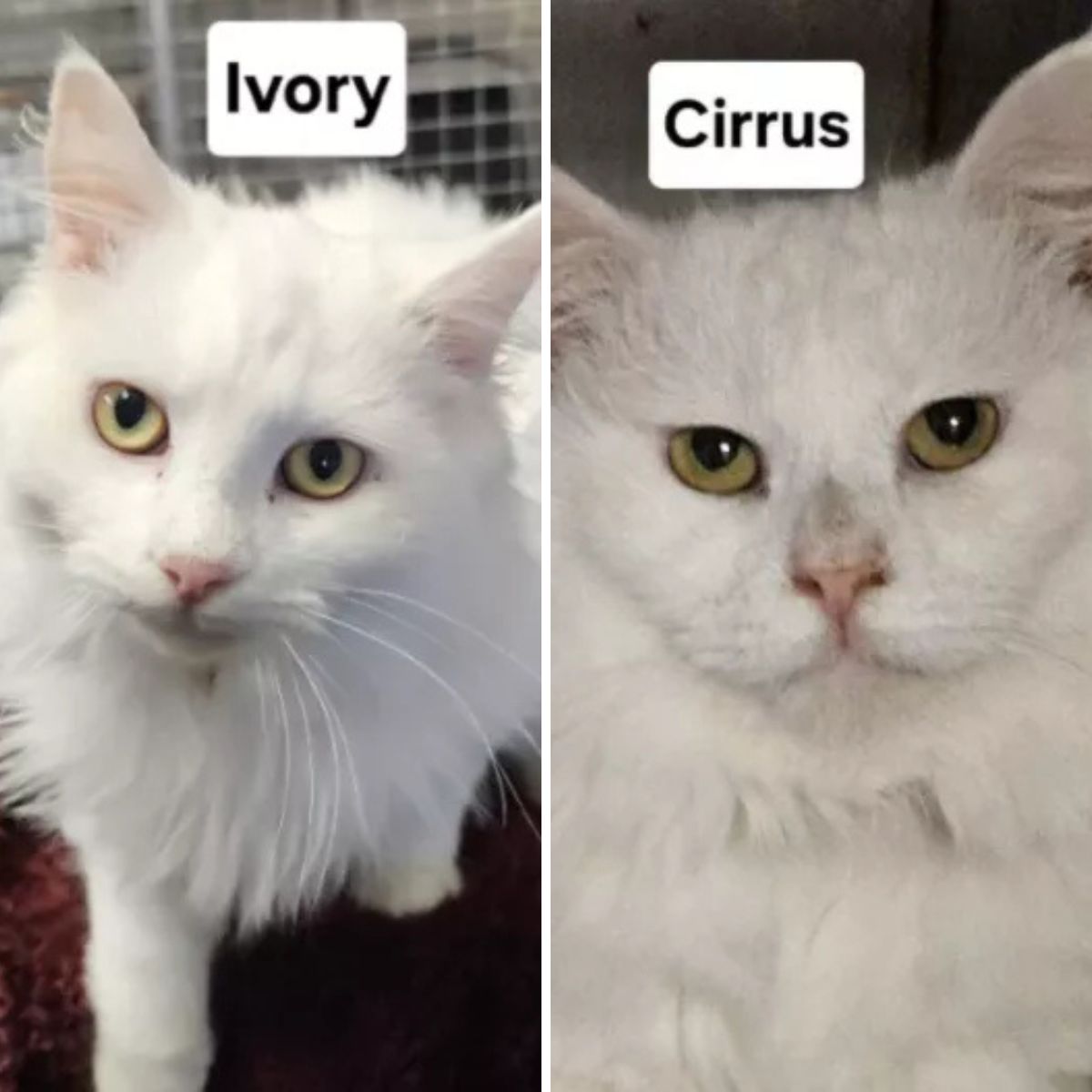 two white cats