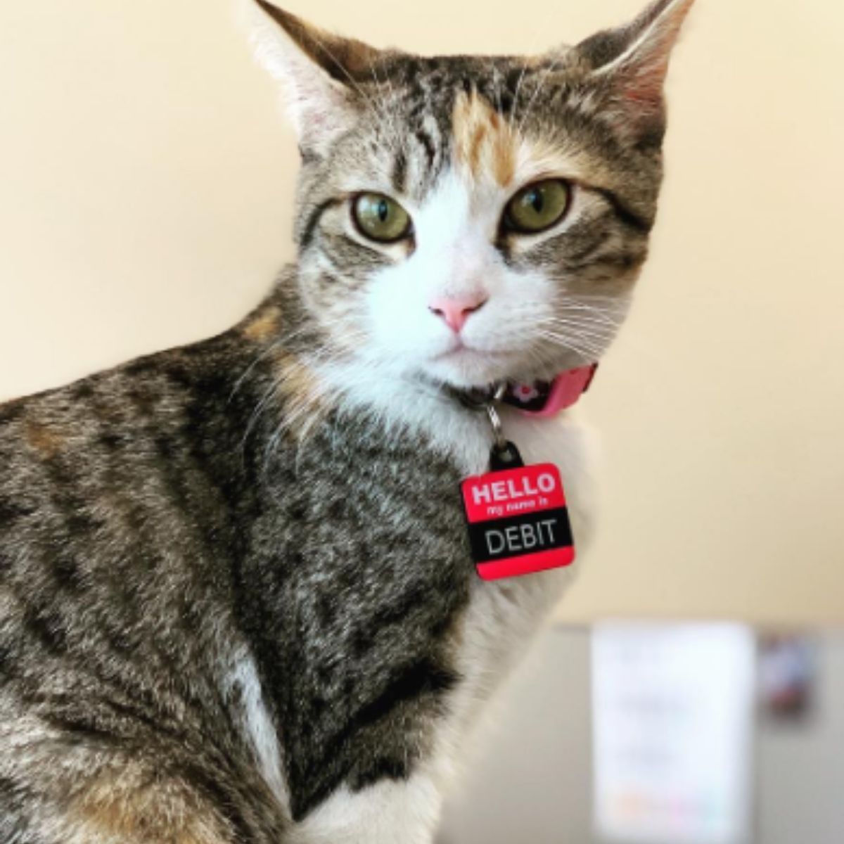 very cute cat with a collar