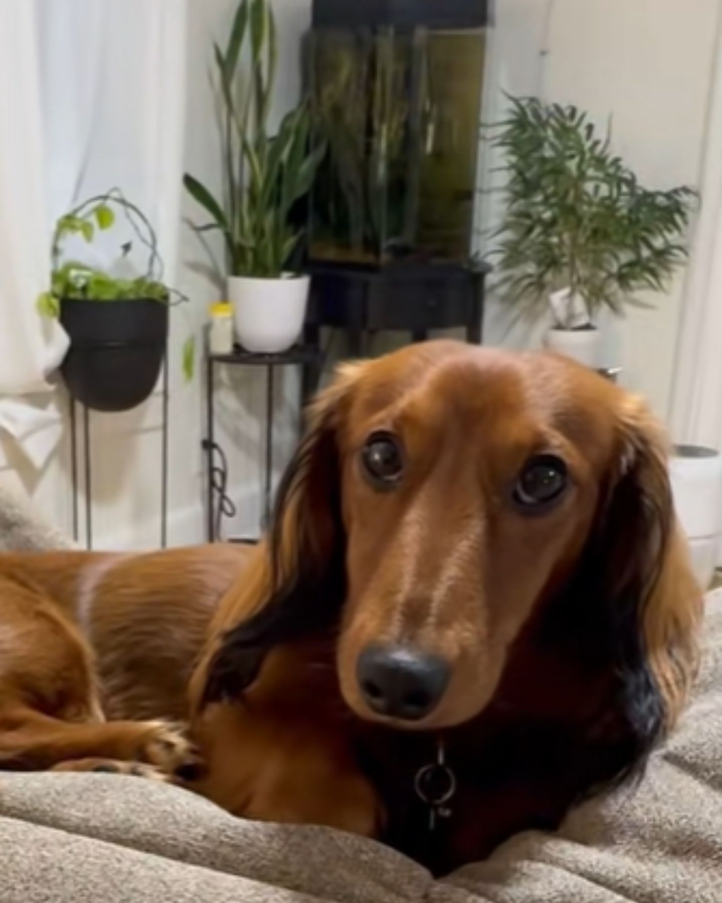 very cute dachshund dog