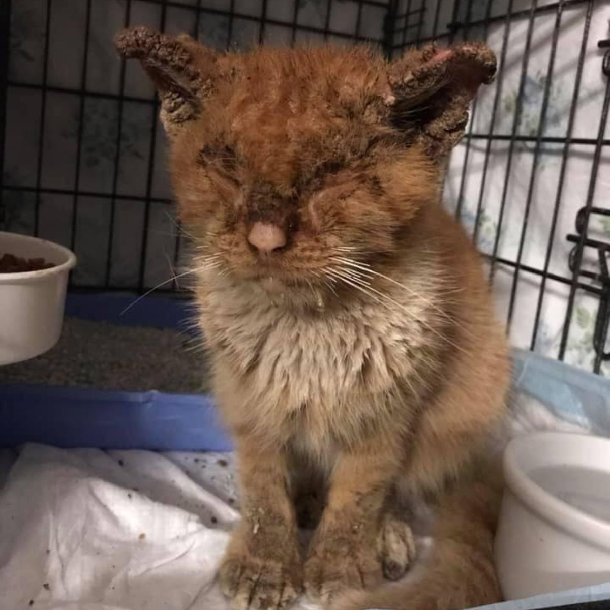 very neglected cat with mange