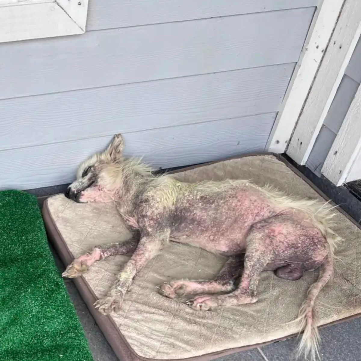 very neglected hairless dog