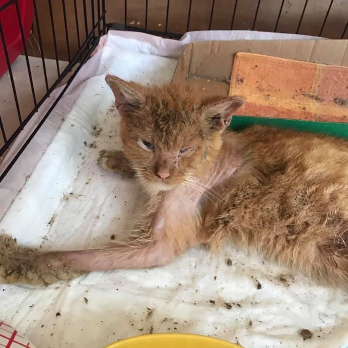 very sad cat with mange