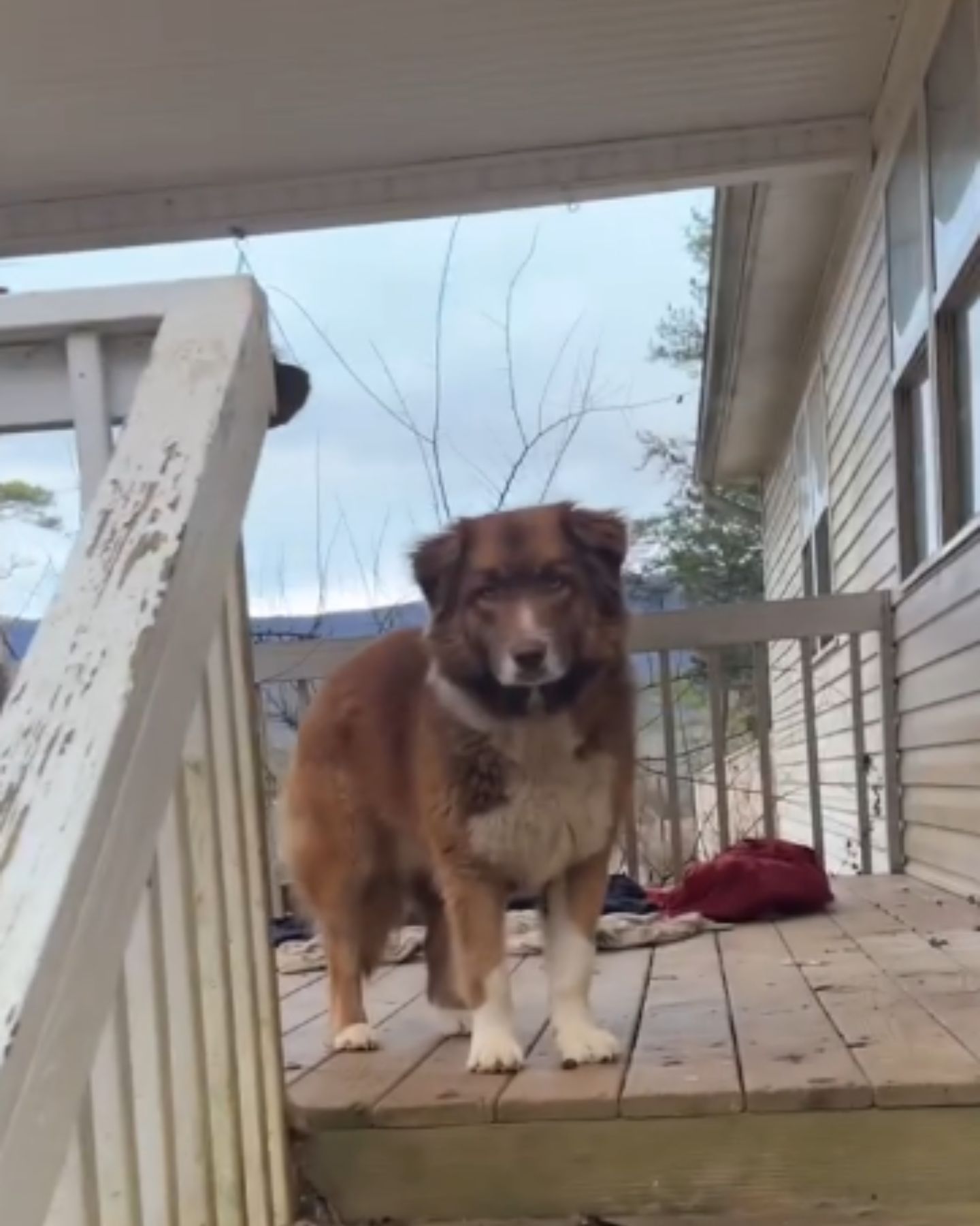 very sad dog