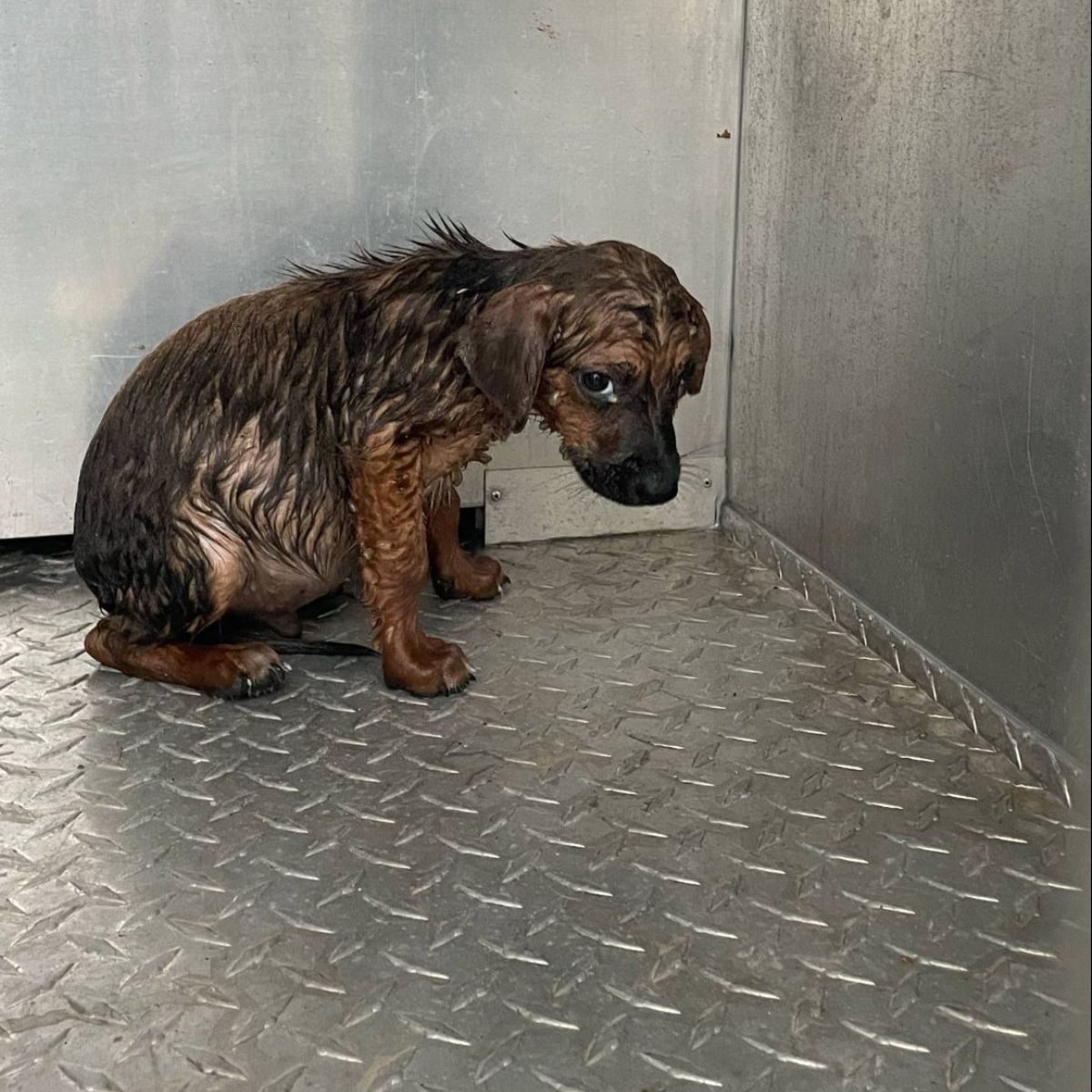 very sad wet dog