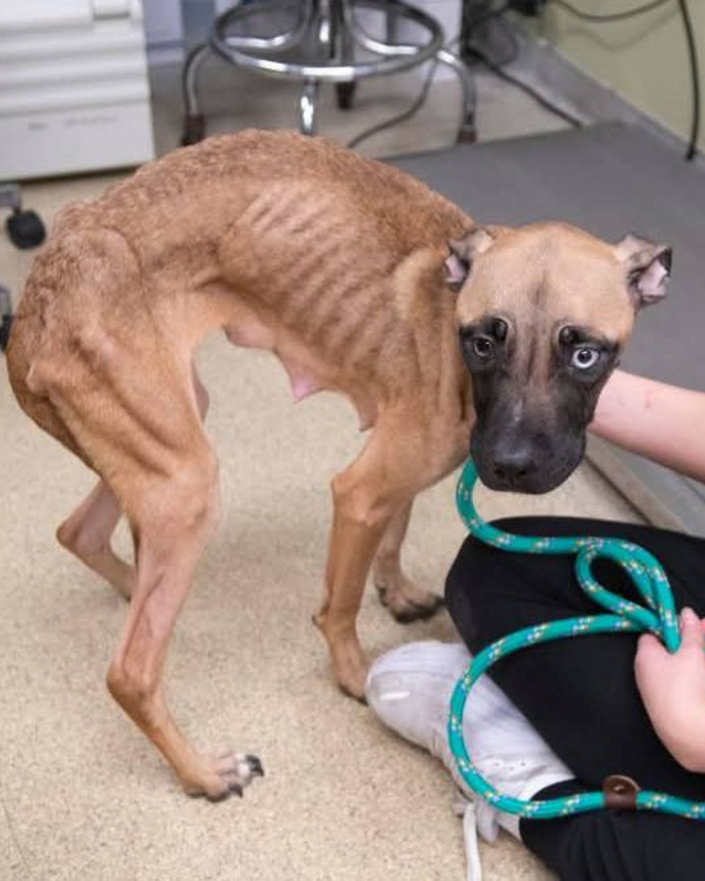 very thin and neglected dog