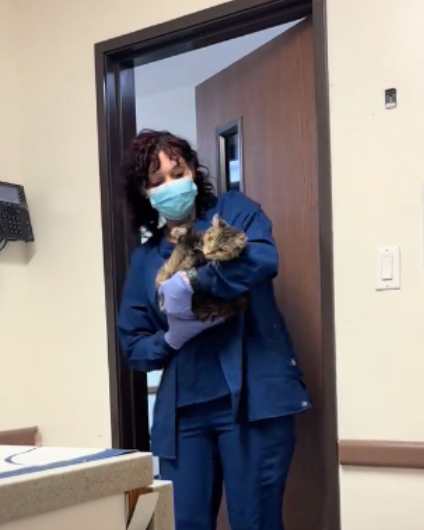 vet holding cat