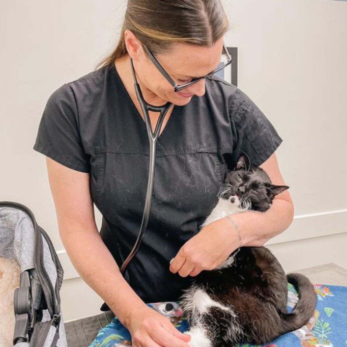 vet holding the cat