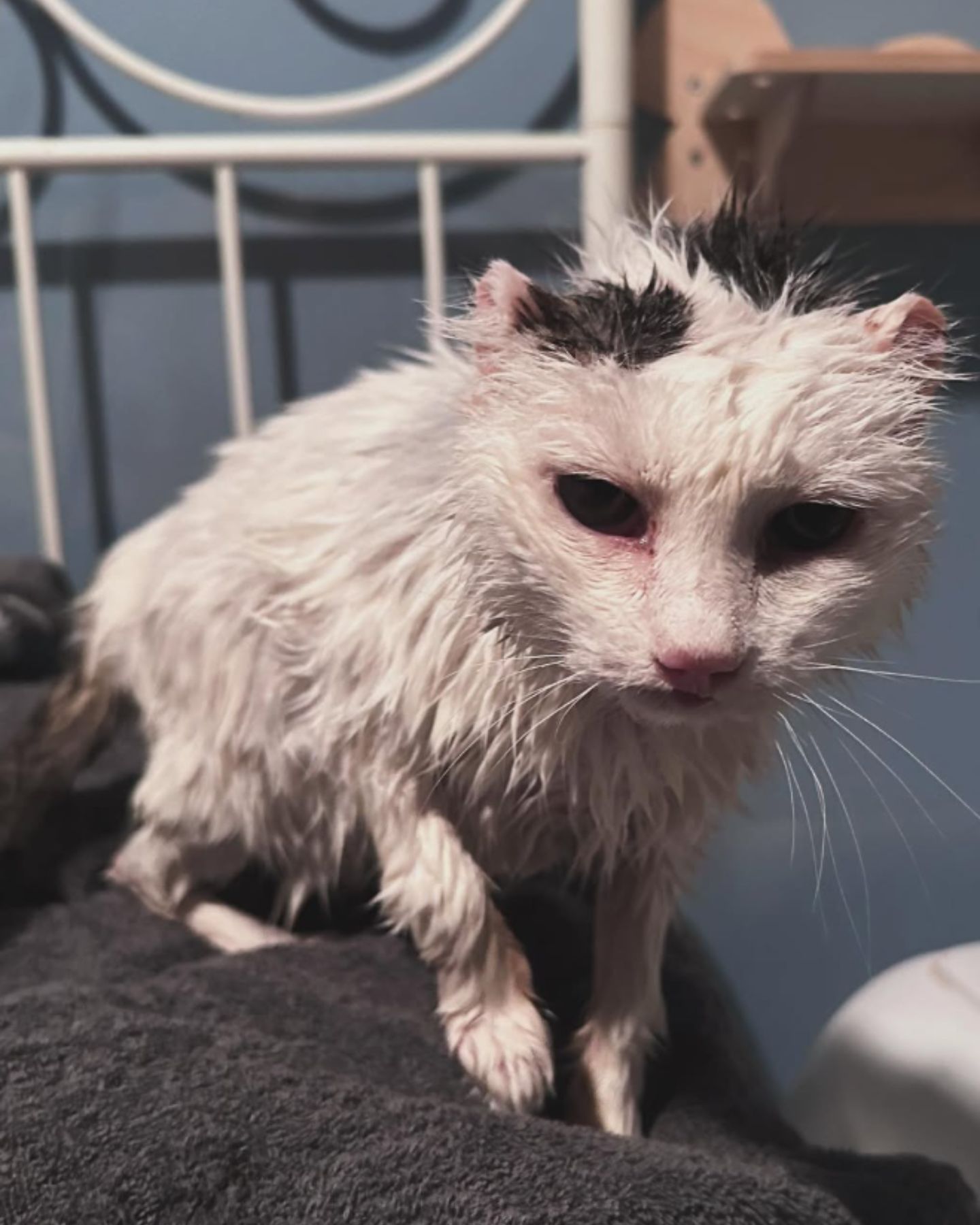 wet cat