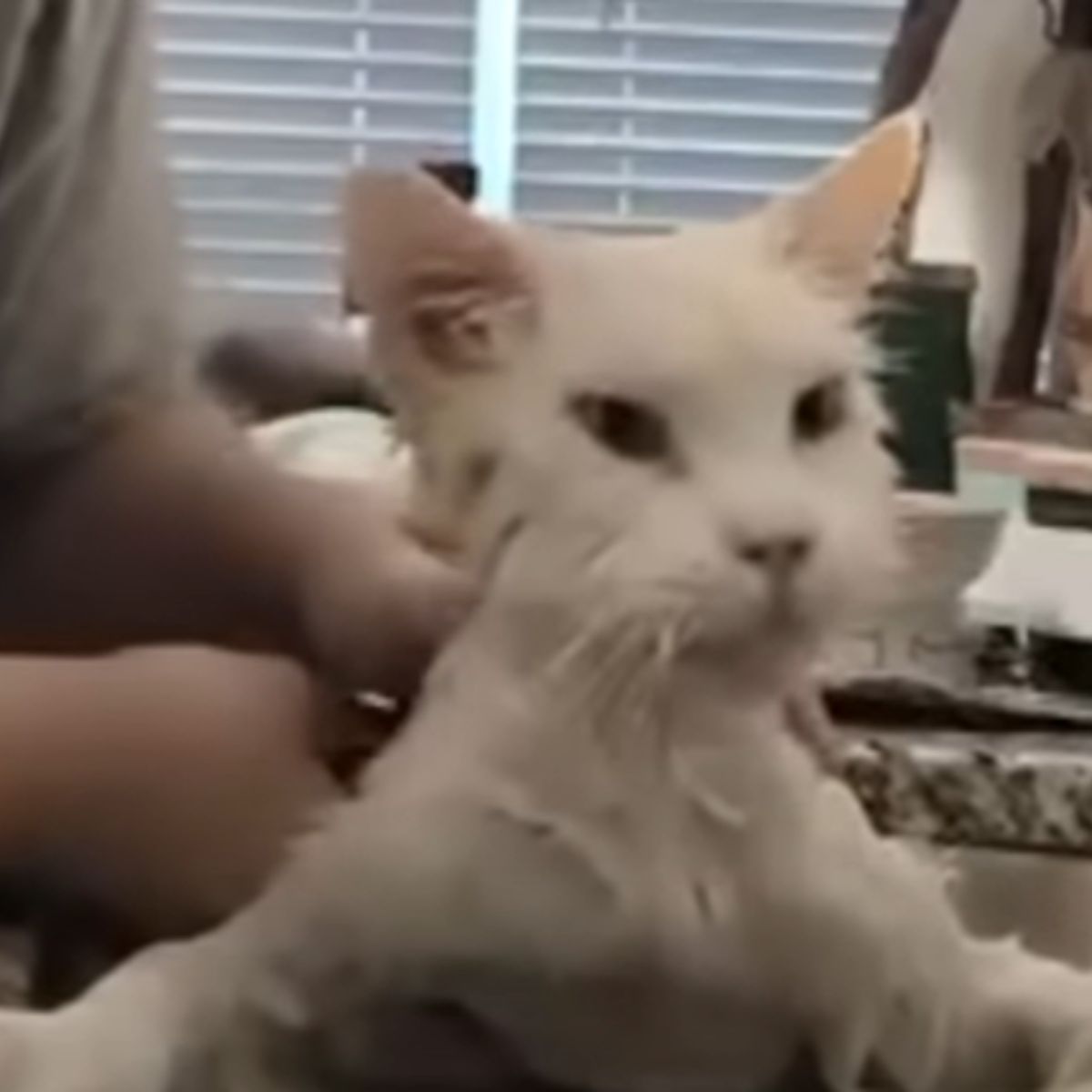 wet cat