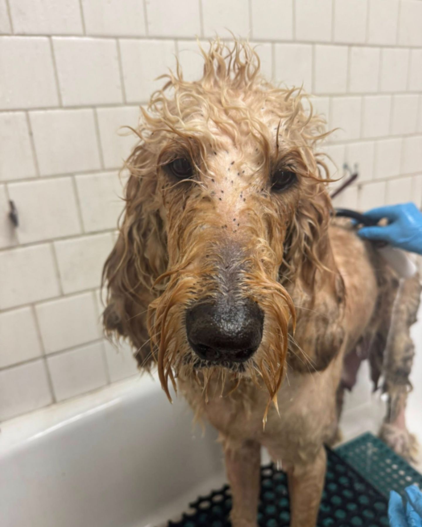 wet dog