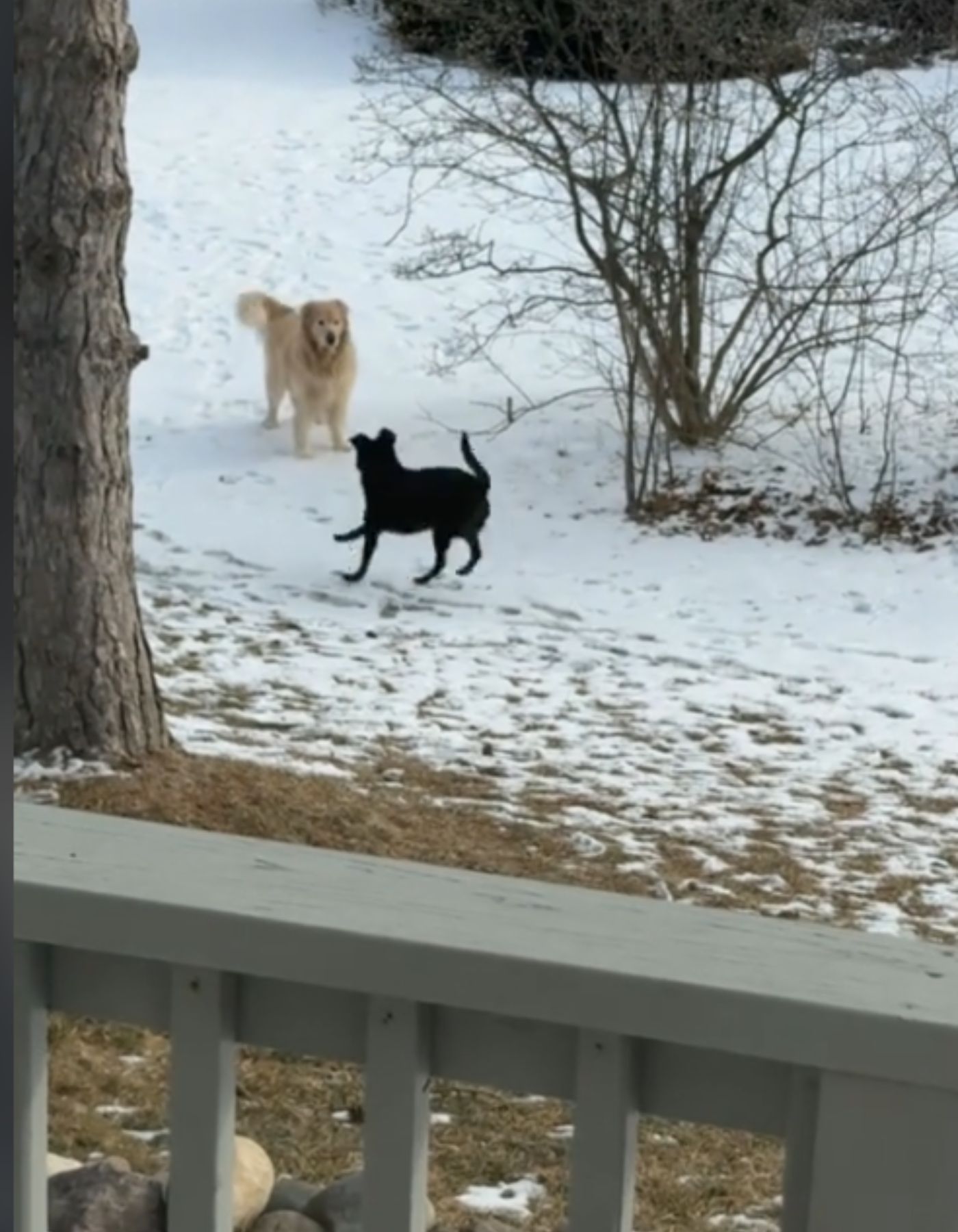 white and a black dog are playing in the snow
