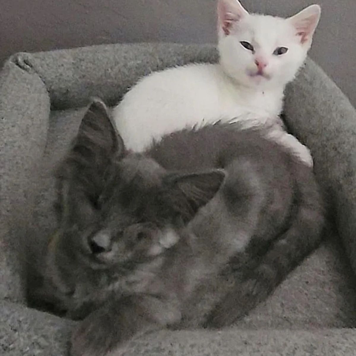 white and gray kittens
