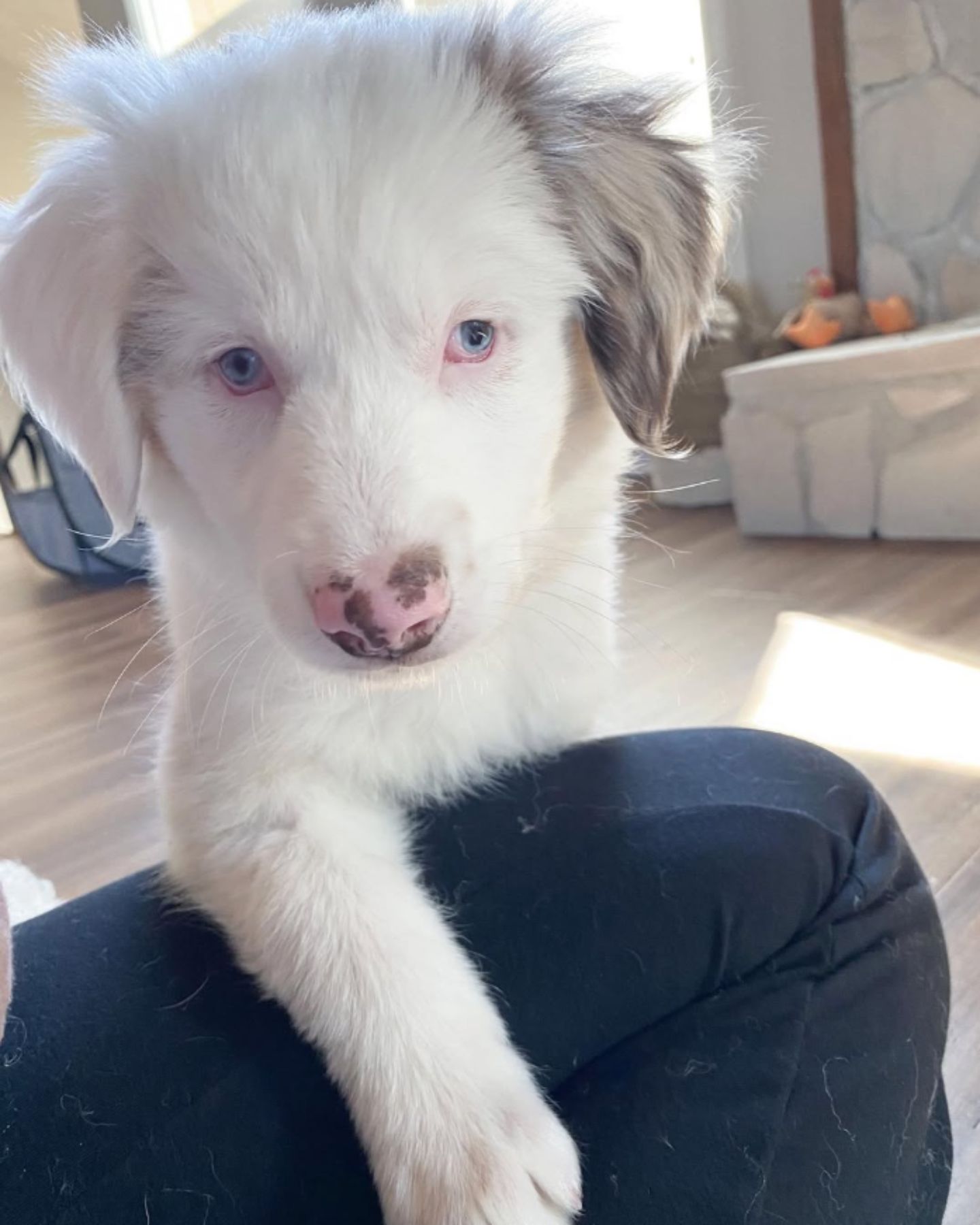 white blind puppy