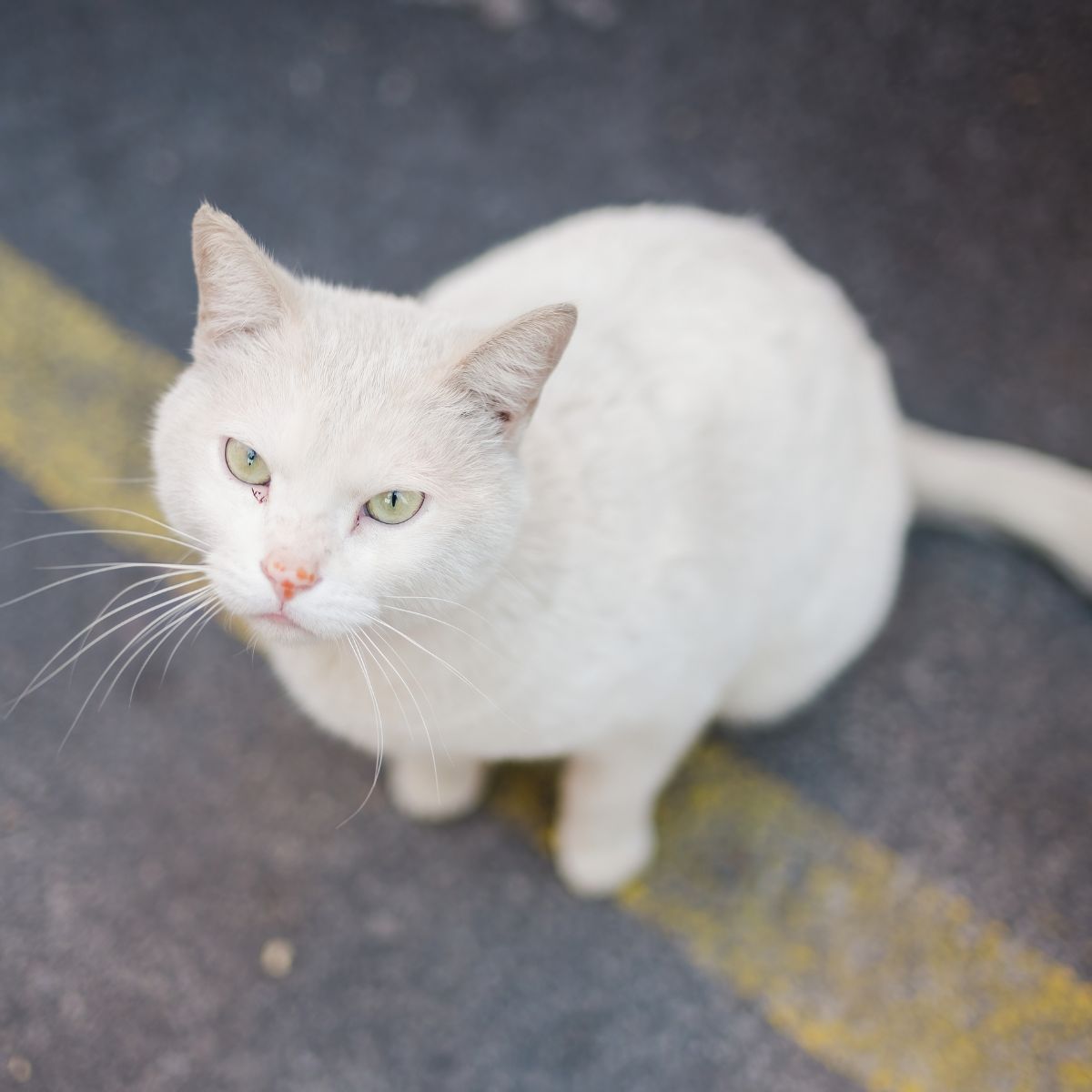 white cat